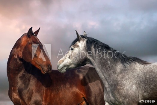 Picture of Beautiful black and grey colour horse couple in love